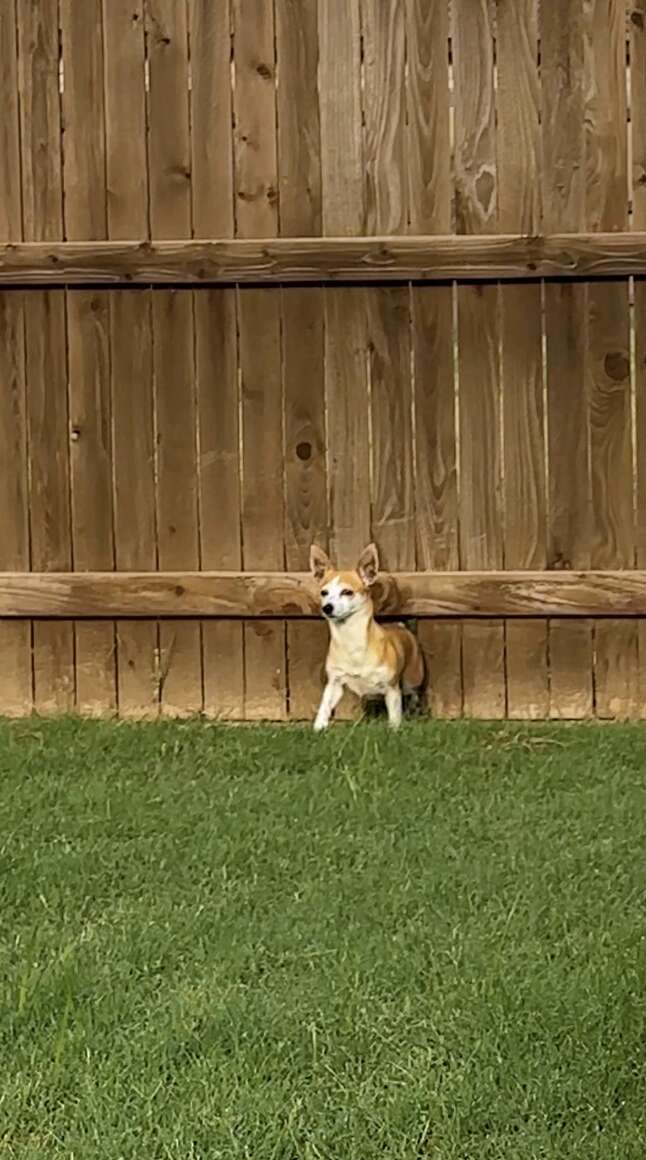 Little Dog's Heartwarming Journey from Lonely Escapes to Finding Forever Love in a New Family