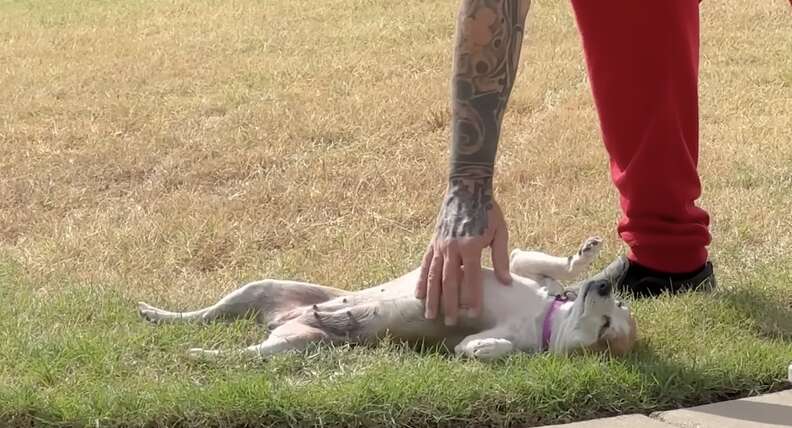 Little Dog's Heartwarming Journey from Lonely Escapes to Finding Forever Love in a New Family