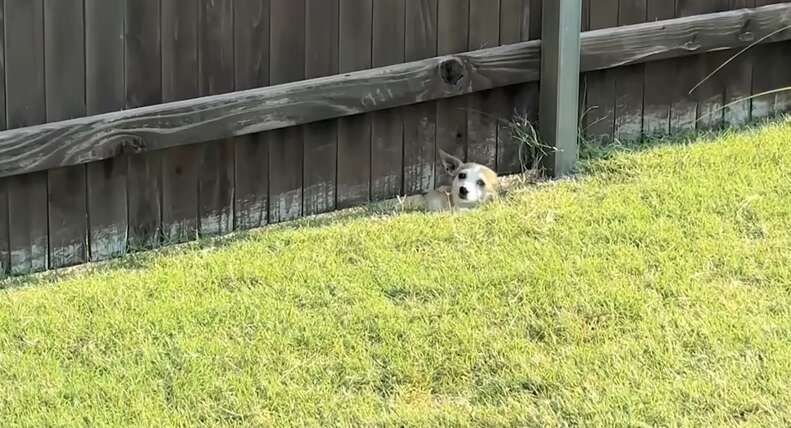 Little Dog's Heartwarming Journey from Lonely Escapes to Finding Forever Love in a New Family