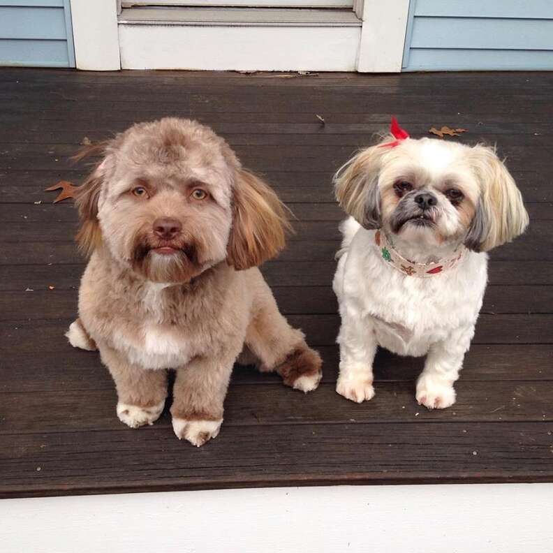 Meet Yogi The Adorable Dog With A Human-Like Face Captivating The Internet And Sparking Curiosity