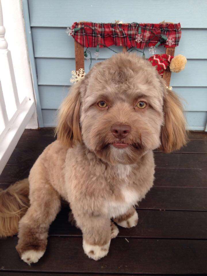 Meet Yogi The Adorable Dog With A Human-Like Face Captivating The Internet And Sparking Curiosity