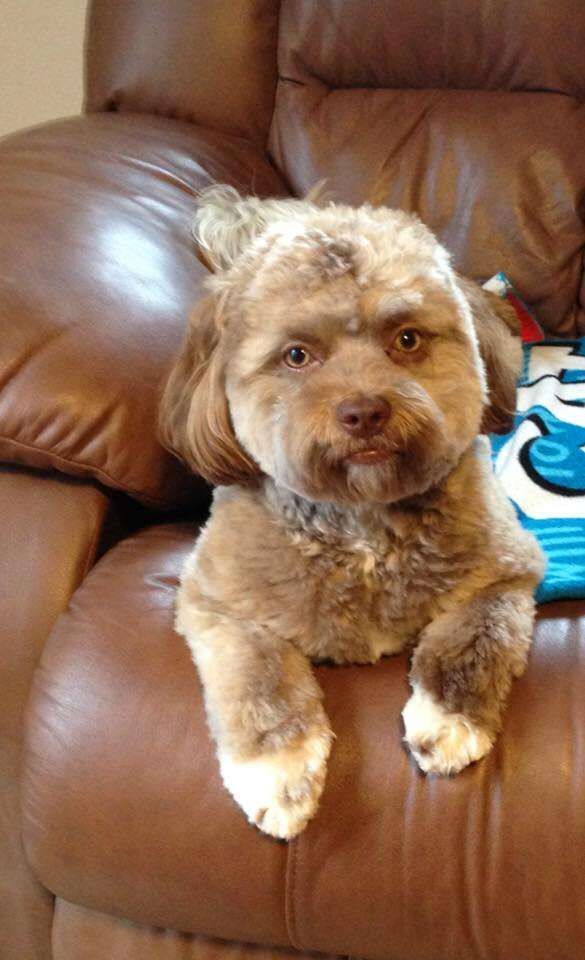 Meet Yogi The Adorable Dog With A Human-Like Face Captivating The Internet And Sparking Curiosity