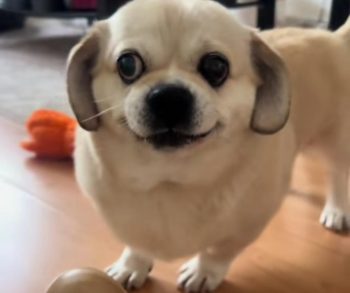 Miki the Pug's Hilarious Struggle with a Slow Feeder Turning Lunchtime into a Comedic Challenge