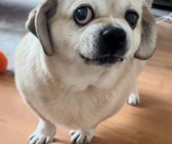 Miki the Pug's Hilarious Struggle with a Slow Feeder Turning Lunchtime into a Comedic Challenge