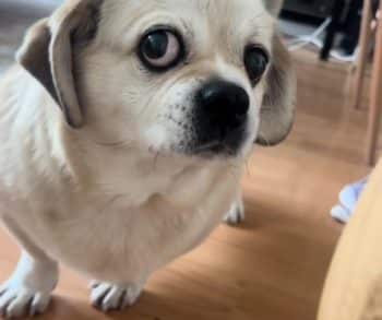 Miki the Pug's Hilarious Struggle with a Slow Feeder Turning Lunchtime into a Comedic Challenge