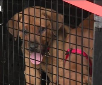 Nineteen Brave Dogs Rescued from Wildfires Find Hope and Healing in a Safe Haven