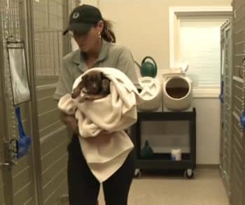 Nineteen Brave Dogs Rescued from Wildfires Find Hope and Healing in a Safe Haven