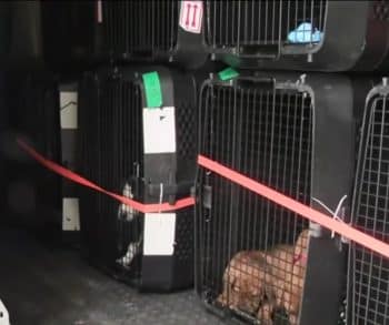 Nineteen Brave Dogs Rescued from Wildfires Find Hope and Healing in a Safe Haven