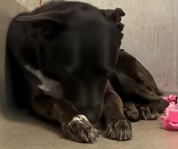 Overcoming Trauma A Heartwarming Journey of a Dog Returning to a Shelter After Seven Years of Love