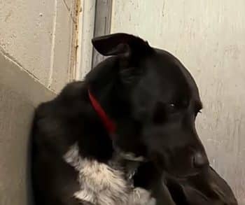 Overcoming Trauma A Heartwarming Journey of a Dog Returning to a Shelter After Seven Years of Love