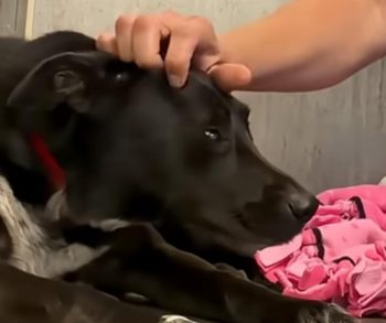 Overcoming Trauma A Heartwarming Journey of a Dog Returning to a Shelter After Seven Years of Love