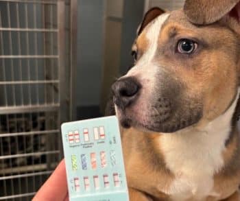 Rescue of Innocent Puppies Exposed to Cocaine During Drug Bust Transforms Their Lives into a Journey of Healing and Hope