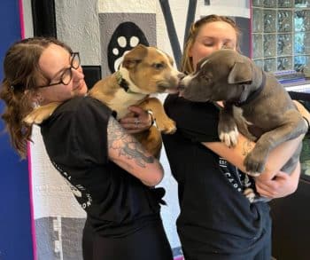 Rescue of Innocent Puppies Exposed to Cocaine During Drug Bust Transforms Their Lives into a Journey of Healing and Hope