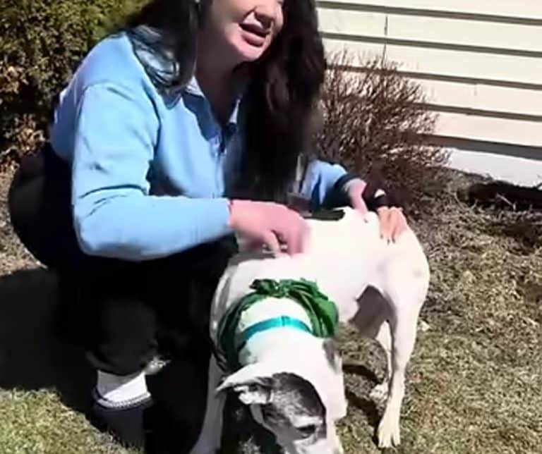 The Emotional Journey of a Heartbroken Dog Owner Who Found Her Beloved Pet After Eleven Long Years