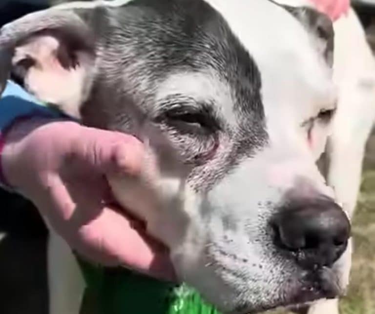The Emotional Journey of a Heartbroken Dog Owner Who Found Her Beloved Pet After Eleven Long Years