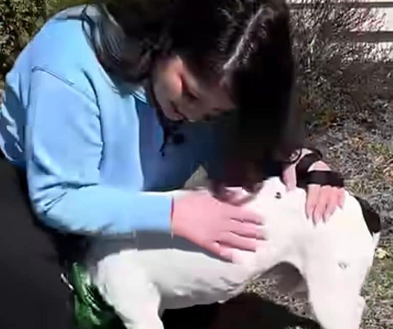 The Emotional Journey of a Heartbroken Dog Owner Who Found Her Beloved Pet After Eleven Long Years