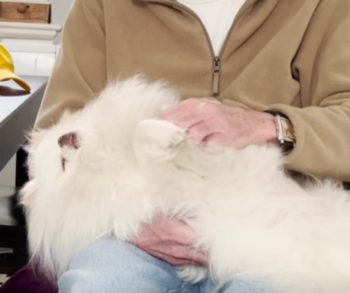 The Heartwarming Bond Between an 87-Year-Old Man and His Loyal Dog That Transforms Their Lives Together