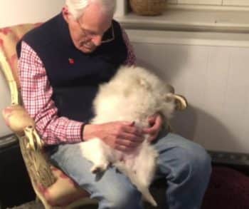 The Heartwarming Bond Between an 87-Year-Old Man and His Loyal Dog That Transforms Their Lives Together