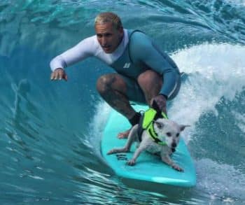 The Inspirational Journey of Sugar the Surfing Dog Whose Legacy Surpasses Waves and Borders