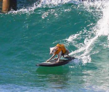 The Inspirational Journey of Sugar the Surfing Dog Whose Legacy Surpasses Waves and Borders