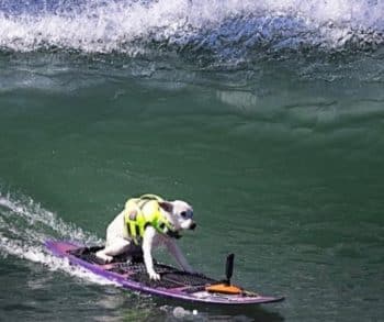 The Inspirational Journey of Sugar the Surfing Dog Whose Legacy Surpasses Waves and Borders