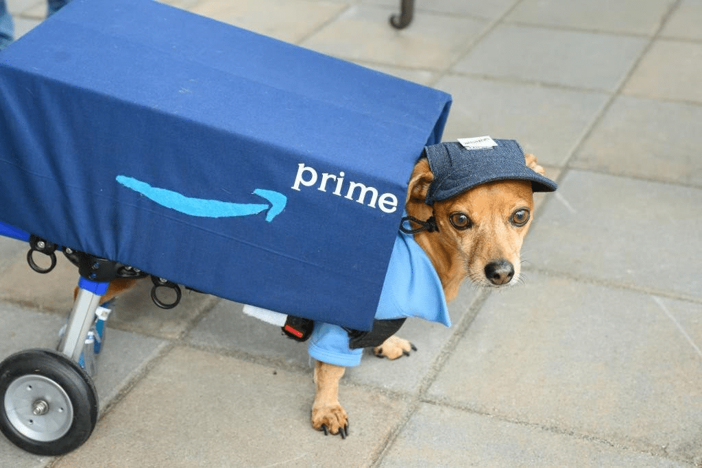 The Inspiring Journey of Sammy the Dog Who Redefined Resilience After a Life-Changing Injury