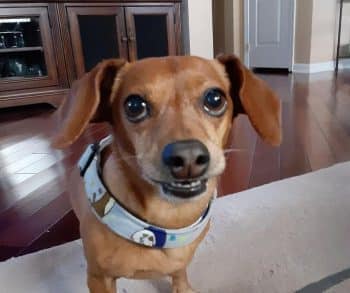 The Inspiring Journey of Sammy the Dog Who Redefined Resilience After a Life-Changing Injury