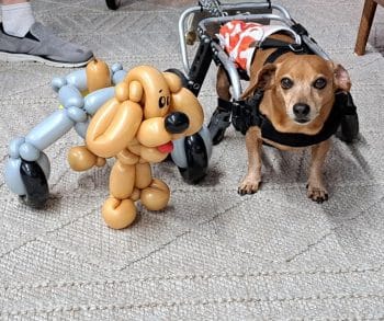 The Inspiring Journey of Sammy the Dog Who Redefined Resilience After a Life-Changing Injury