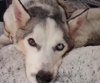 The Unbreakable Spirit of Wolf a Husky Rescued from Near Death Defying All Odds to Embrace Life