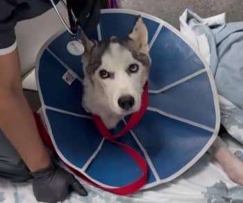 The Unbreakable Spirit of Wolf a Husky Rescued from Near Death Defying All Odds to Embrace Life