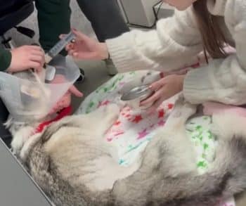 The Unbreakable Spirit of Wolf a Husky Rescued from Near Death Defying All Odds to Embrace Life