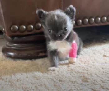 Tiny but Mighty Chihuahua Overcomes Challenges and Inspires with Her Fearless Spirit and Unbreakable Bond with Larger Dogs