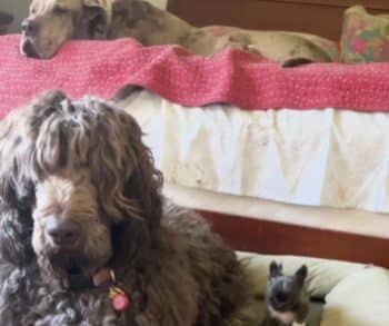 Tiny but Mighty Chihuahua Overcomes Challenges and Inspires with Her Fearless Spirit and Unbreakable Bond with Larger Dogs