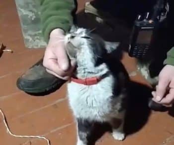 Ukrainian Soldiers Transform a Drone into a Lifeline to Save a Cat and Dog from the Frontlines of War
