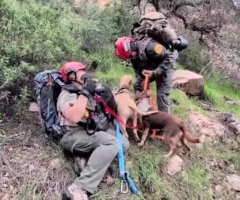 Unexpected Heroism and Unbreakable Bonds Three Dogs Rescued from a Canyon After a Frantic Search