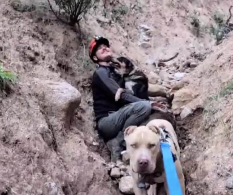 Unexpected Heroism and Unbreakable Bonds Three Dogs Rescued from a Canyon After a Frantic Search
