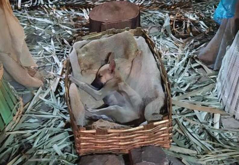 A Heartwarming Encounter: The Surprising Moment a Stray Puppy Found Refuge in a Nativity Scene