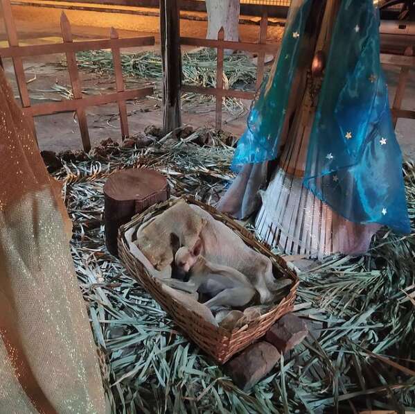 A Heartwarming Encounter: The Surprising Moment a Stray Puppy Found Refuge in a Nativity Scene