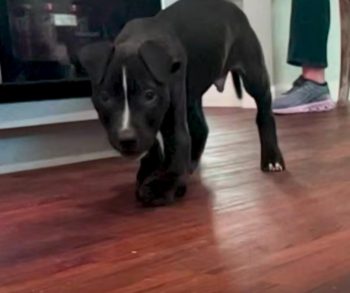 A Heartwarming Journey of Discovery Through a Puppy Adoption That Helped a Girl Embrace Her True Self