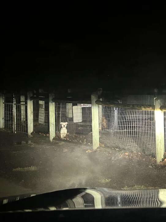 A Heartwarming Tale of Survival and Hope After a Dog Was Abandoned in the Dark of Night