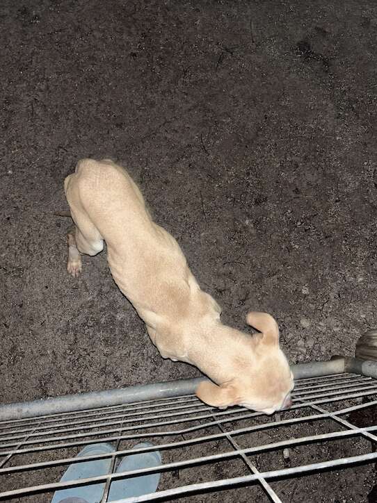 A Heartwarming Tale of Survival and Hope After a Dog Was Abandoned in the Dark of Night