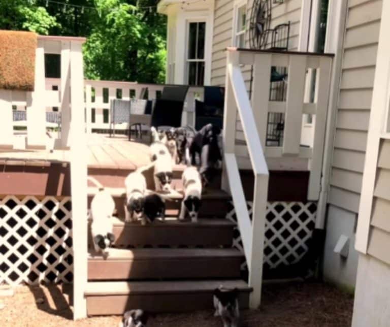 A Resilient Mama Dog Surprises Fosters with an Unbelievable Litter of 14 Puppies Creating a Heartwarming Journey of Love and Growth