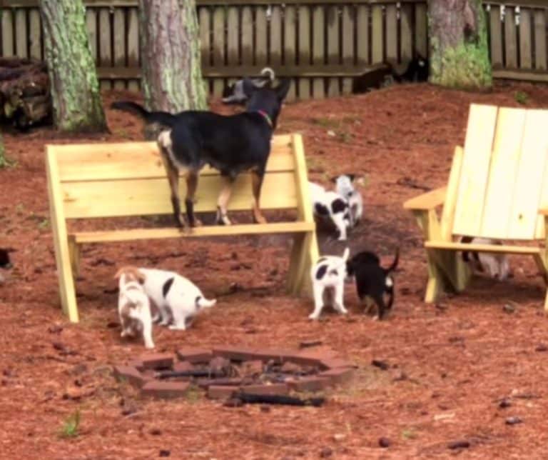 A Resilient Mama Dog Surprises Fosters with an Unbelievable Litter of 14 Puppies Creating a Heartwarming Journey of Love and Growth