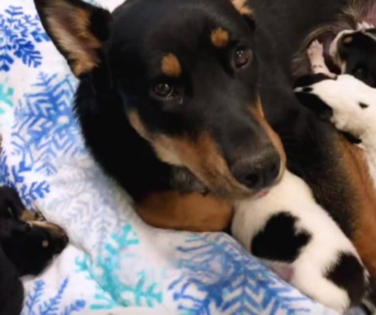 A Resilient Mama Dog Surprises Fosters with an Unbelievable Litter of 14 Puppies Creating a Heartwarming Journey of Love and Growth