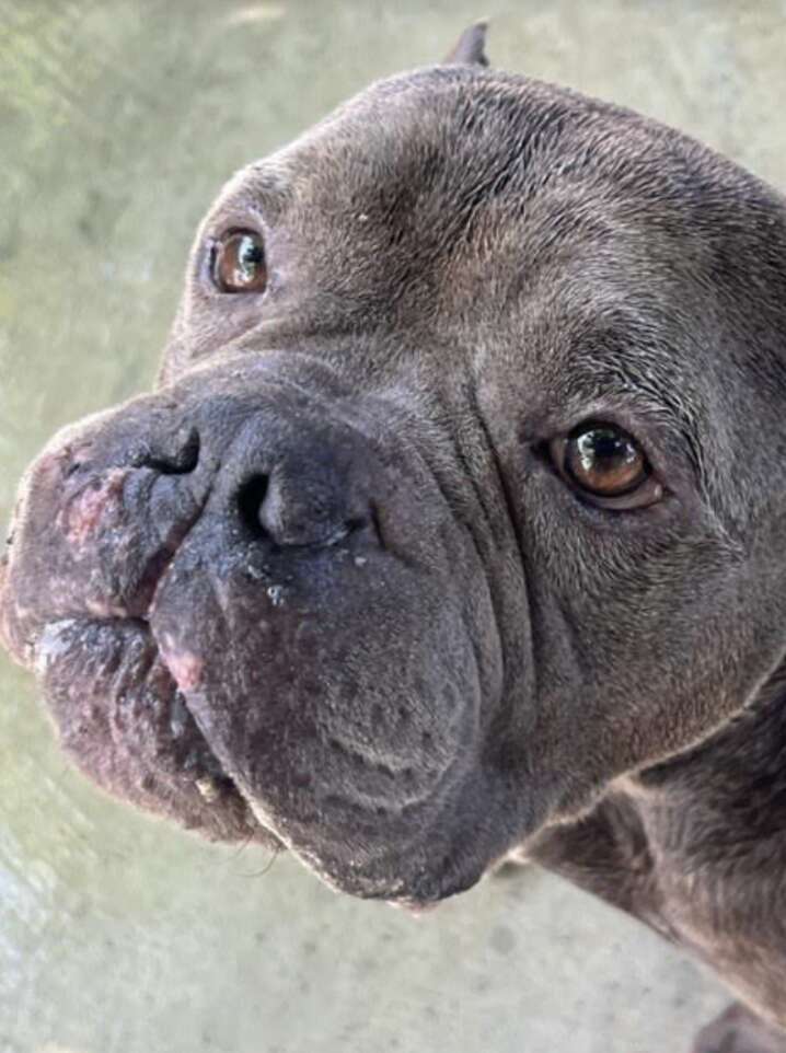 Abandoned Dog Overwhelmed with Gratitude Receives Heartwarming Hugs from His Rescuers in Copperas Cove