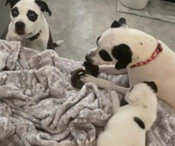 An Unexpected Journey of Love and Transformation with Lookalike Dogs Who Created a Heartwarming Family Bond