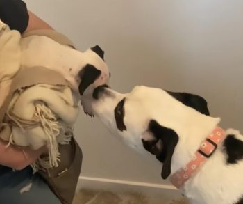 An Unexpected Journey of Love and Transformation with Lookalike Dogs Who Created a Heartwarming Family Bond
