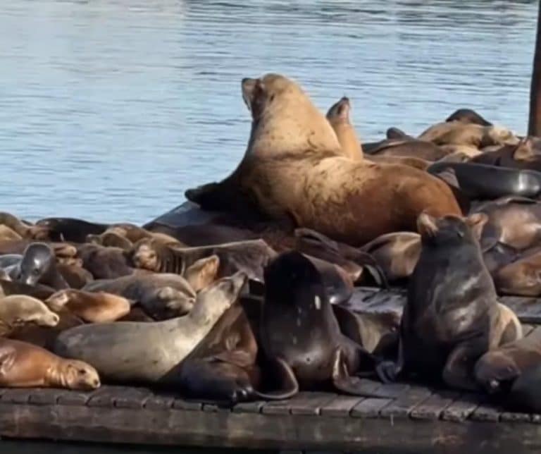Chonkers the Sea Lion Captivates Hearts at Pier 39 with His Gentle Presence and Incredible Size