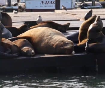 Chonkers the Sea Lion Captivates Hearts at Pier 39 with His Gentle Presence and Incredible Size