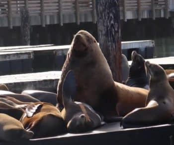 Chonkers the Sea Lion Captivates Hearts at Pier 39 with His Gentle Presence and Incredible Size